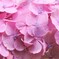 DSCF7575