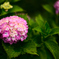 紫陽花
