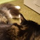 猫カフェ