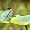 蓮の葉に休むシオカラトンボ