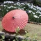 花菖蒲と和傘