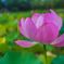蓮の花