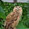 掛川花鳥園 07