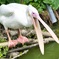 掛川花鳥園 09
