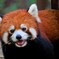 レッサーパンダ　リーファちゃん