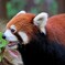_MG_1230 (3)