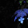 紫陽花