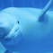 シロイルカ 頭ゴツン