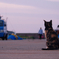 黄昏の猫
