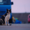 港の猫