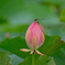 蓮の花とコシアキトンボ