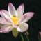 浄土の華