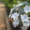紫陽花