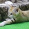 話題のスナネコ赤ちゃん