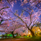 夜桜