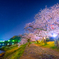 錦帯橋　桜