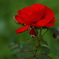 薔薇
