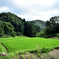 初夏の田んぼは活緑全開１