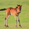 岬の子馬