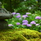 天龍寺曹源池庭園の紫陽花