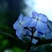 雨空に紫陽花