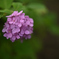 紫陽花