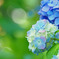 明日に向かって咲く花は