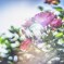 オールドレンズで薔薇を切り取る