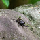 妙な場所にカブト虫