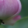 花　その143