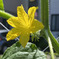 野菜の花①
