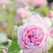 Rose garden