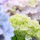 雨の紫陽花。