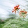 草影の花