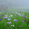 霧にかすむ花菖蒲