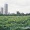 上野公園にて