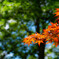 森林公園（4）