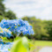森林公園（6）