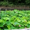 蓮池公園
