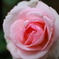薔薇2020