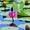 Water　lily