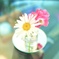 夏のクラクション
