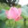 花❗️