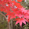 紅葉