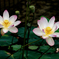 蓮華