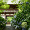 久安寺と紫陽花
