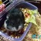 キャンベルハムスターポンちゃん
