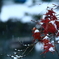 紅から白へ・・・