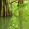 篠栗九大の森 ﾗｸｳｼｮｳ 2