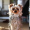 愛犬